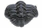 Partially Enrolled Drotops Trilobite With Exposed Hypostome #222349-2